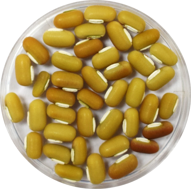 ricebean