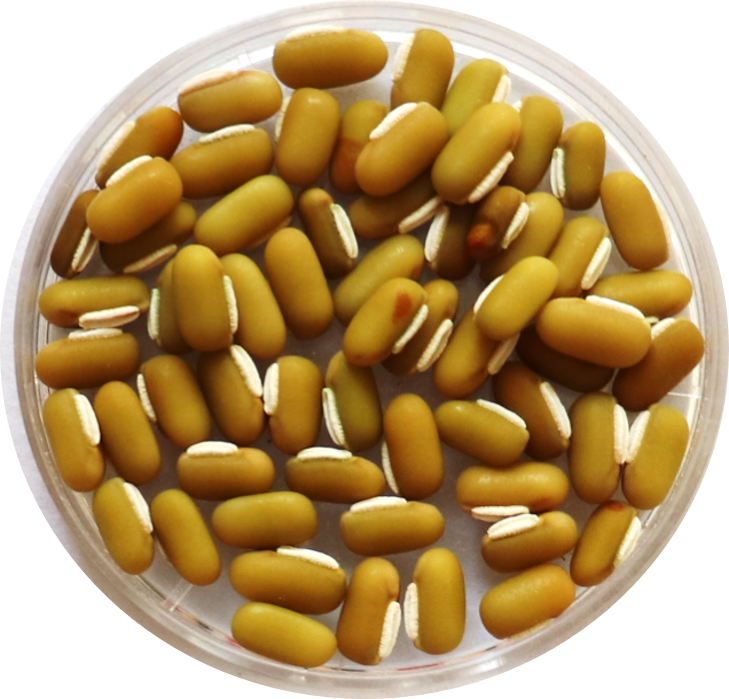 ricebean