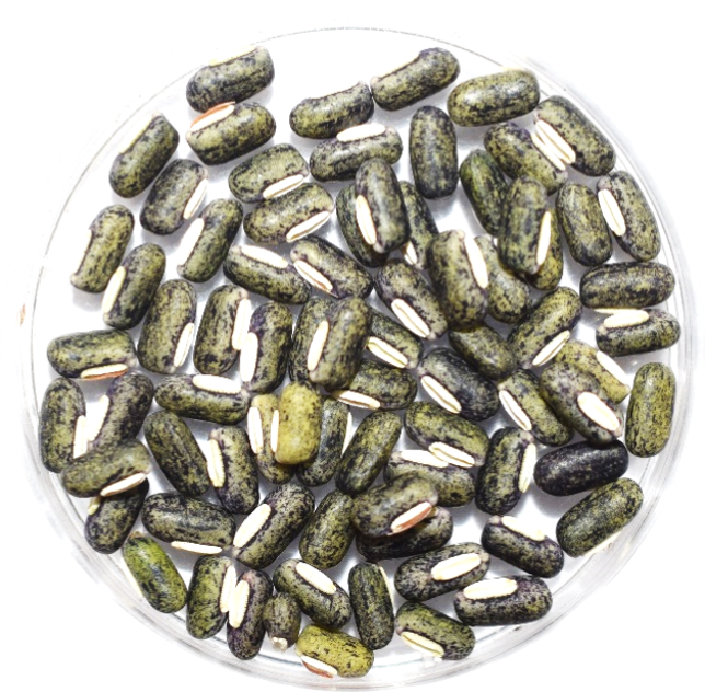 ricebean