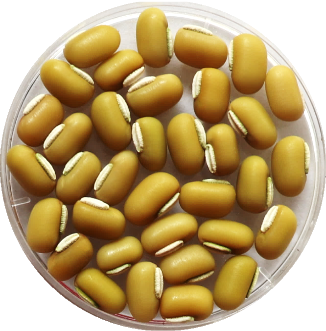 ricebean