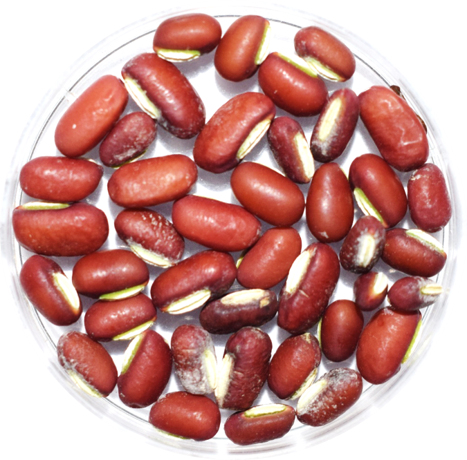 ricebean
