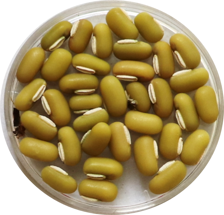ricebean