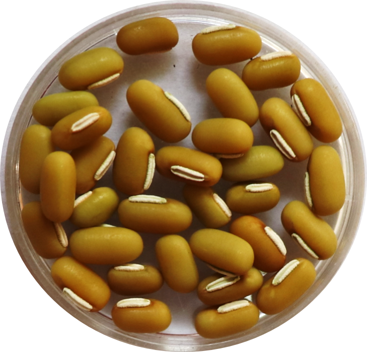 ricebean