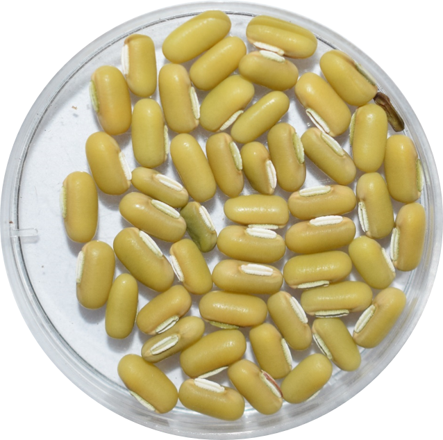 ricebean