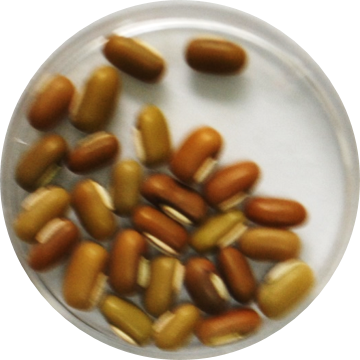 ricebean