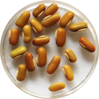 ricebean