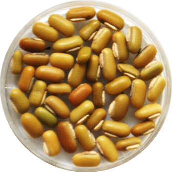 ricebean