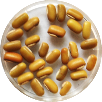 ricebean